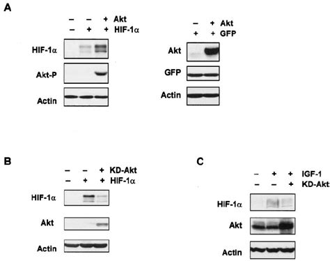 Growth Factor Mediated Induction Of Hif Requires Activation By