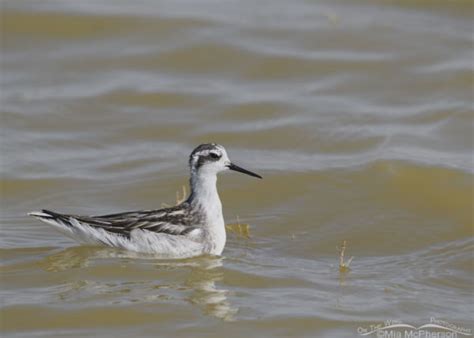 Red Necked Phalarope In Nonbreeding Plumage Mia Mcpherson S On The Wing Photography