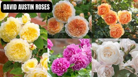 Discovering The Beauty Of David Austin Roses Youtube