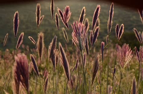 Elsen Karstad S Pic A Day Kenya Red Grasses Laikipia Kenya