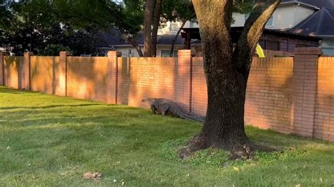 Giant Alligator Takes Stroll Through Suburban Texas Neighbourhood