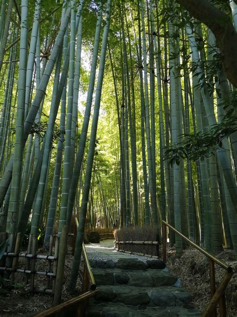 Hokoku Ji Kamakura Kanagawa Japan Patryk Antkiewicz Flickr