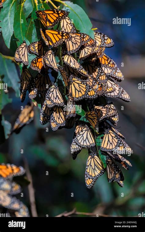 Monarch Butterflies Danaus Plexippus Invernando En Un Bosque De