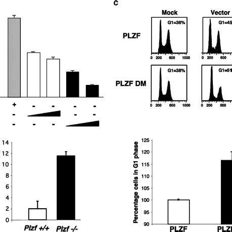 Phosphorylation Of Promyelocytic Leukemia Zinc Finger Gene Plzf