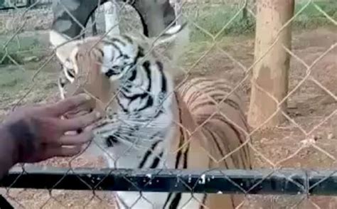 Mengerikan Penjaga Kebun Binatang Tewas Diterkam Harimau Saat Beri Makan