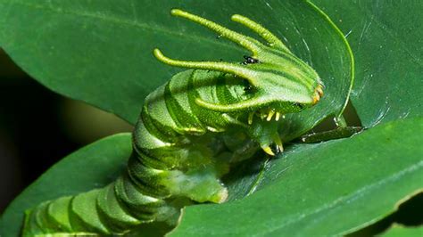 Caterpillar Identification A Visual Guide To Types Of Off