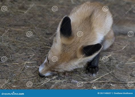 Young Red Fox Nibbles Food Little Fox Cub Eats Food In The Zoo Stock