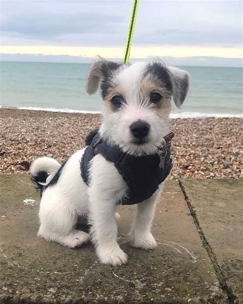 Jacktese Jack Russell Terrier And Maltese Mix Info Pictures Facts