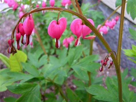 Bleeding Heart You Can Really See The Heart Shape On This Liz