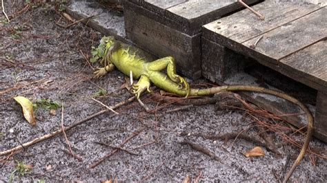 Video Its So Cold They Have No More Strength These Frozen Iguanas