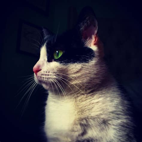 58 best u/miss-kitt images on Pholder | Floof, Fancy Follicles and Aww