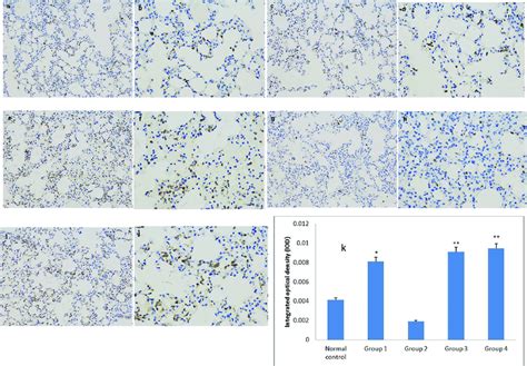 Immunohistochemical Analysis Of Neutrophilic Infiltration Mice Of Each