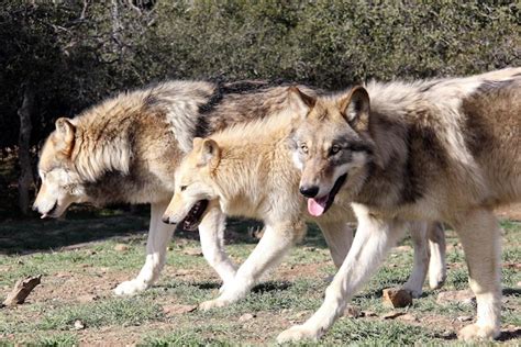 Premium Photo | Wolf pack a pack of wolves wolf pack in forest