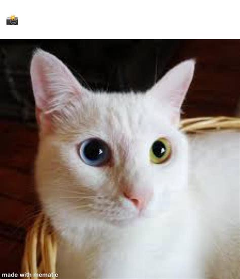 A Must See Pussy R Meme