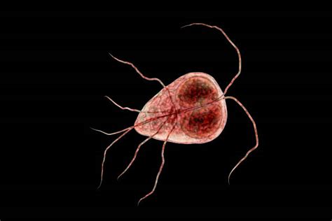 200 Giardia Lamblia Foto Foto Stok Potret And Gambar Bebas Royalti Istock