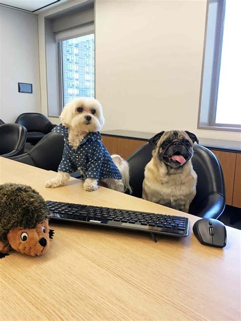 Take Your Dog to Work Day: Photos