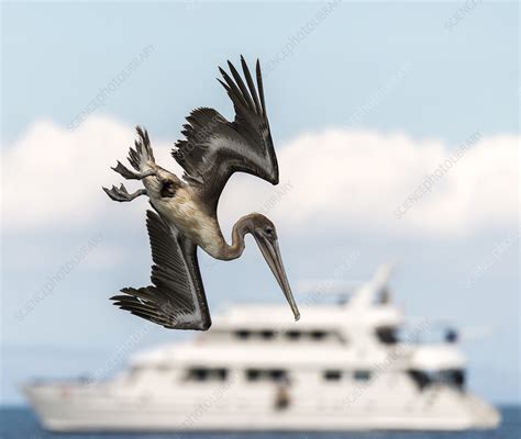 Brown pelican diving for fish - Stock Image - C041/0702 - Science Photo ...