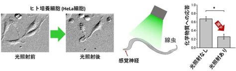 光で狙った細胞を自死させることに成功、副作用ないがん治療へ 岡山大 Science Portal 科学技術の最新情報サイト「サイエンス