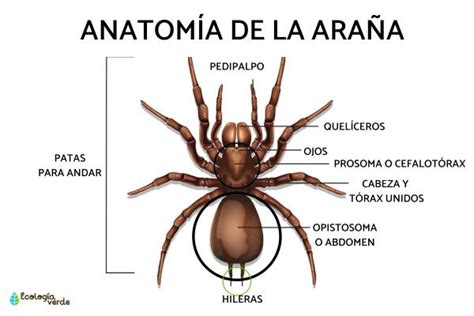 Partes De La Ara A Resumen Y Esquema