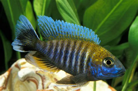 Peacock Cichlid: Three Varieties You Need To Kow - Aquariadise