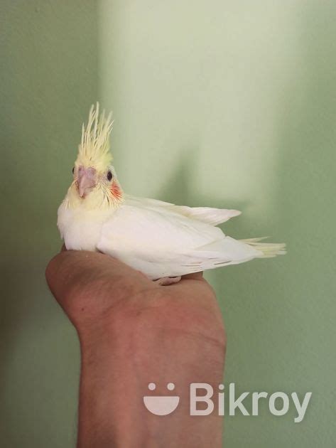 Cockatiel Baby sell বকর বকলয Bikroy