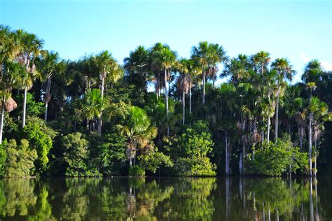 Amazon Jungle, Peru [OS][4422x2948]. : r/JunglePorn