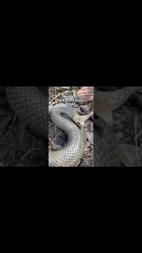 Top 5 Most Venomous Snakes On Earth 🐍