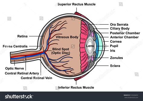 Eye Model Labeled Fovea Centralis