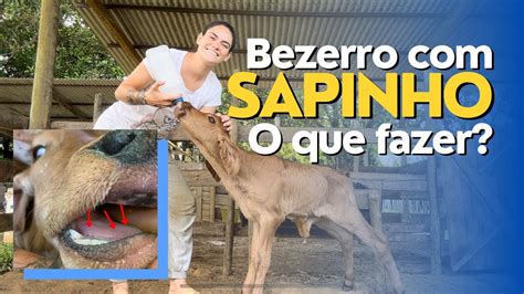 Tratamento de SAPINHO em BEZERRO RECÉM NASCIDOS da resultado YouTube