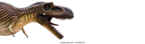 Albertosaurus Es Un Género Carnívoro De Foto De Stock 1671837715 Shutterstock