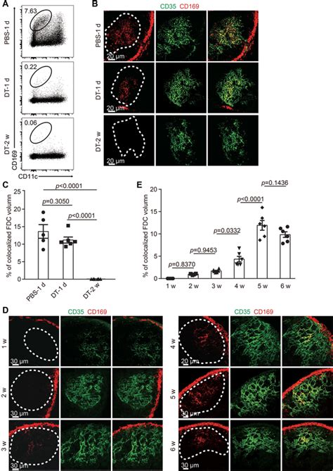 SSMderived CD169 MVs Increase With Age AC CD169DTR Mice Were