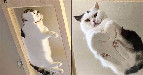 21 Photos Of Cats Sitting On Glass Tables Please Disregard Twistedsifter