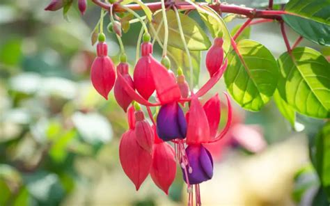 How to Grow and Care for Fuchsia Plants - Garden Lovers Club