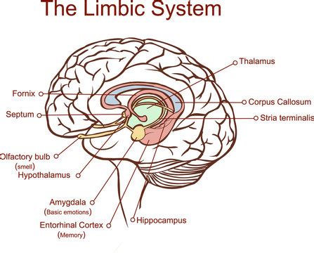 Brain Limbic System Diagram