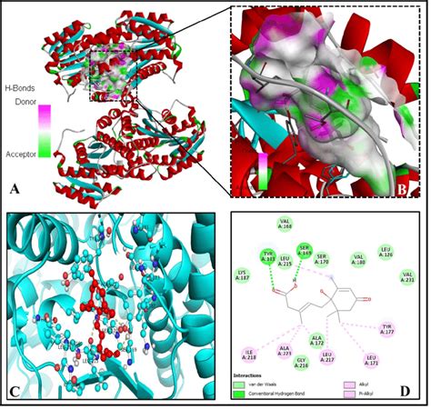 Significant molecular bonding of ABA with 11β hydroxysteroid