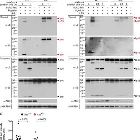 Active Caspase 1 Is Predominantly A Transient P33 P10 Species In