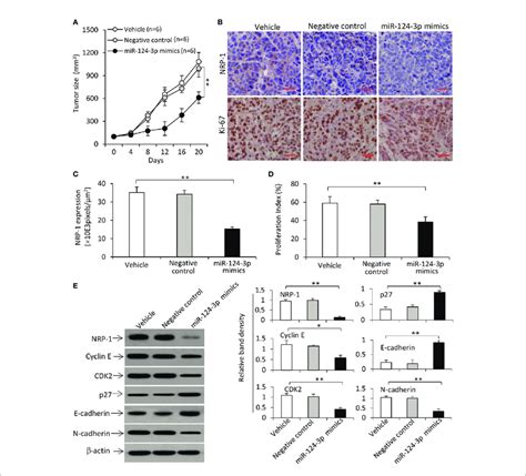 Transfection Of MiR 124 3p Mimics Represses The Growth Of TNBC Tumors