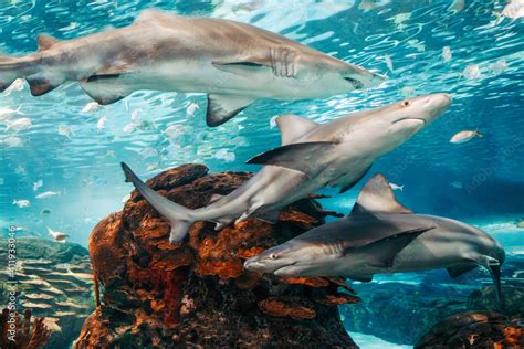 Giant scary sharks under water in aquarium. Sea ocean marine wildlife predators dangerous ...