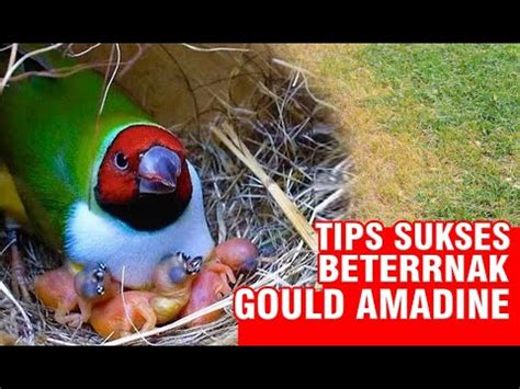 Tips Sukses Beternak Burung Gould Amadine Youtube