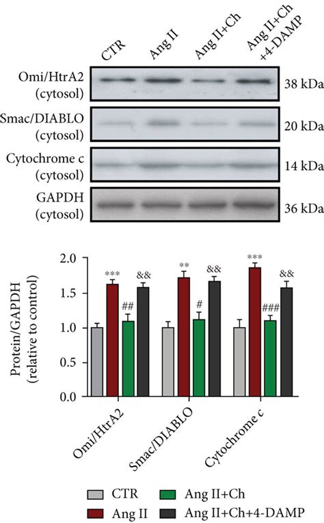 Choline Attenuated Angiotensin Ii Ang Ii Induced Stimulation Of The