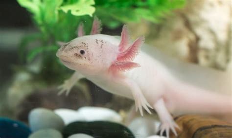 Axolotl Color Morphs: 15 Types With Pictures | Everything Reptiles