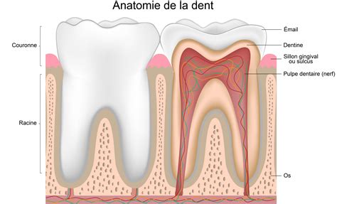 Découverte De Lanatomie De La Dent