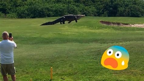 Youtube Cocodrilo Gigante Aparece Por Sorpresa En Campo De Golf