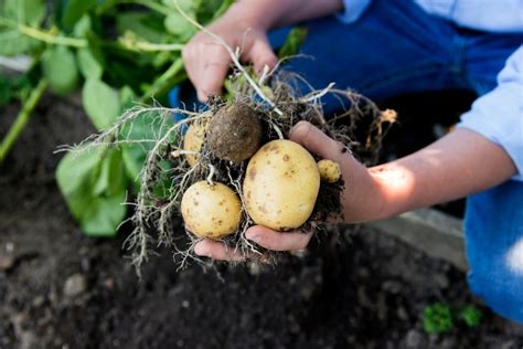 C Mo Cultivar Patatas En Casa Huerto O Maceta Muy F Cil