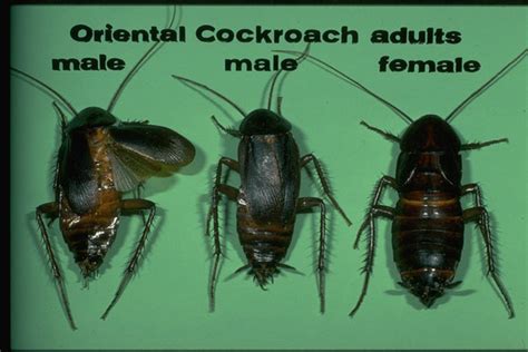 Oriental Cockroach