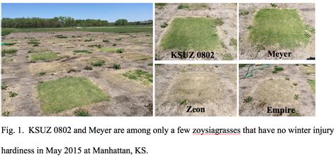 Zoysiagrass K State Turf And Landscape Blog