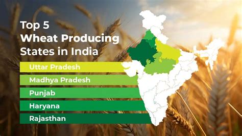 Top Wheat Producing States In India Tractorkarvan