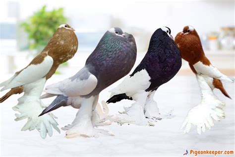 10 Pigeon Breeds That Have Feathers On Feet