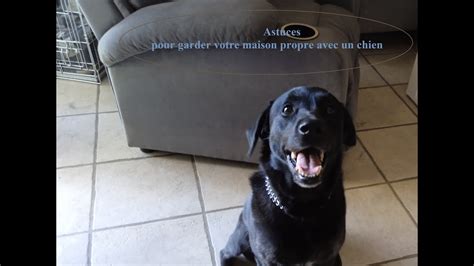 Astuce Pour Garder Une Maison Propre Avec Un Chien YouTube