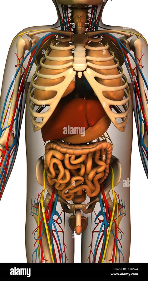 Anatomie Skelett Mit Organen Stockfotografie Alamy